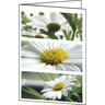 SIGEL Faltkarte Romance DC171 DIN A6 220g, 25St/Pck